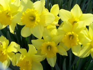 daffodil-flowers-photo-daffodil-flower-wallpaper